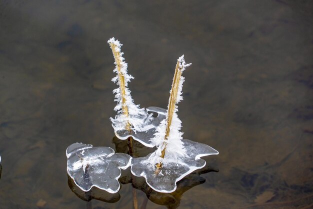 Cristales de hielo congelados de agua en un estanque