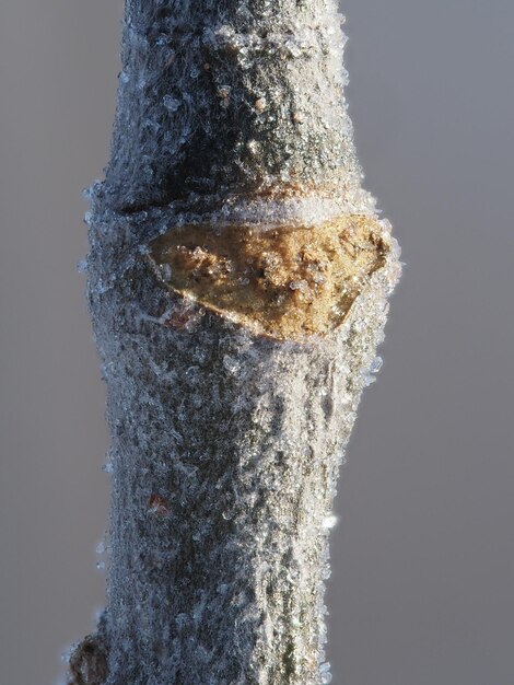 Foto cristales de hielo en una rama de árbol