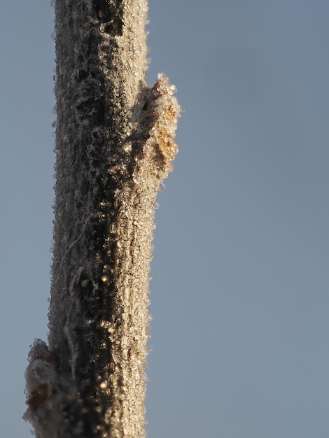 Foto cristales de hielo en una rama de árbol