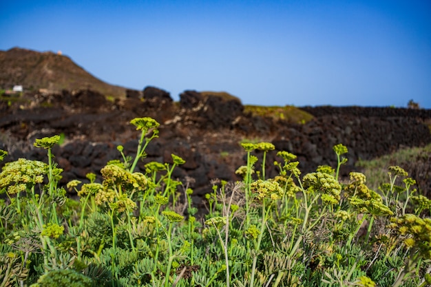 Crithmum maritimum conocido como samphire o hinojo marino, Linosa. Sicilia