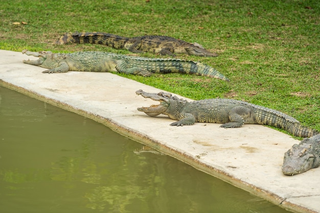 Foto crocodile resitng