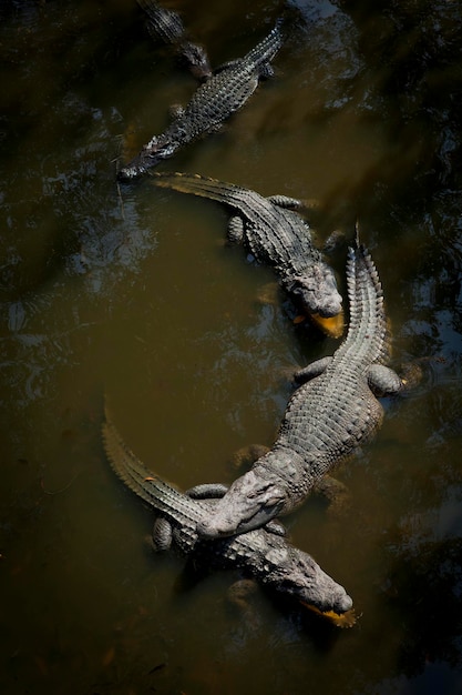 Crocodilia é uma ordem composta principalmente de grandes répteis semiaquáticos predadores conhecidos como crocodilianos