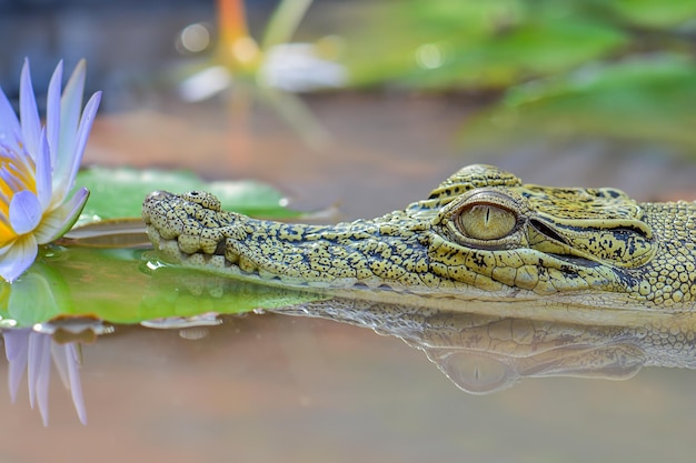 crocodilo abrindo boca na água