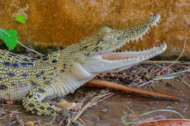 crocodilo abrindo boca na água