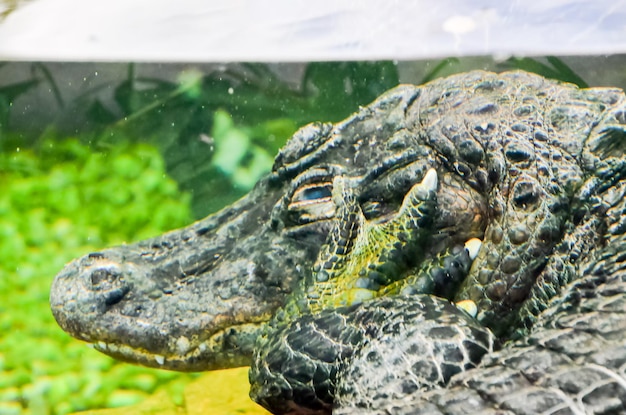 Crocodilo anfíbio pré-histórico