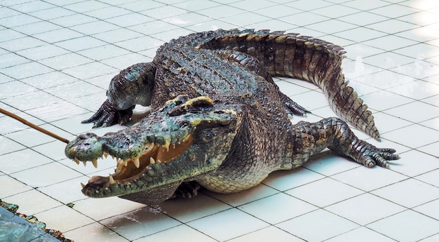 Crocodilo asiático