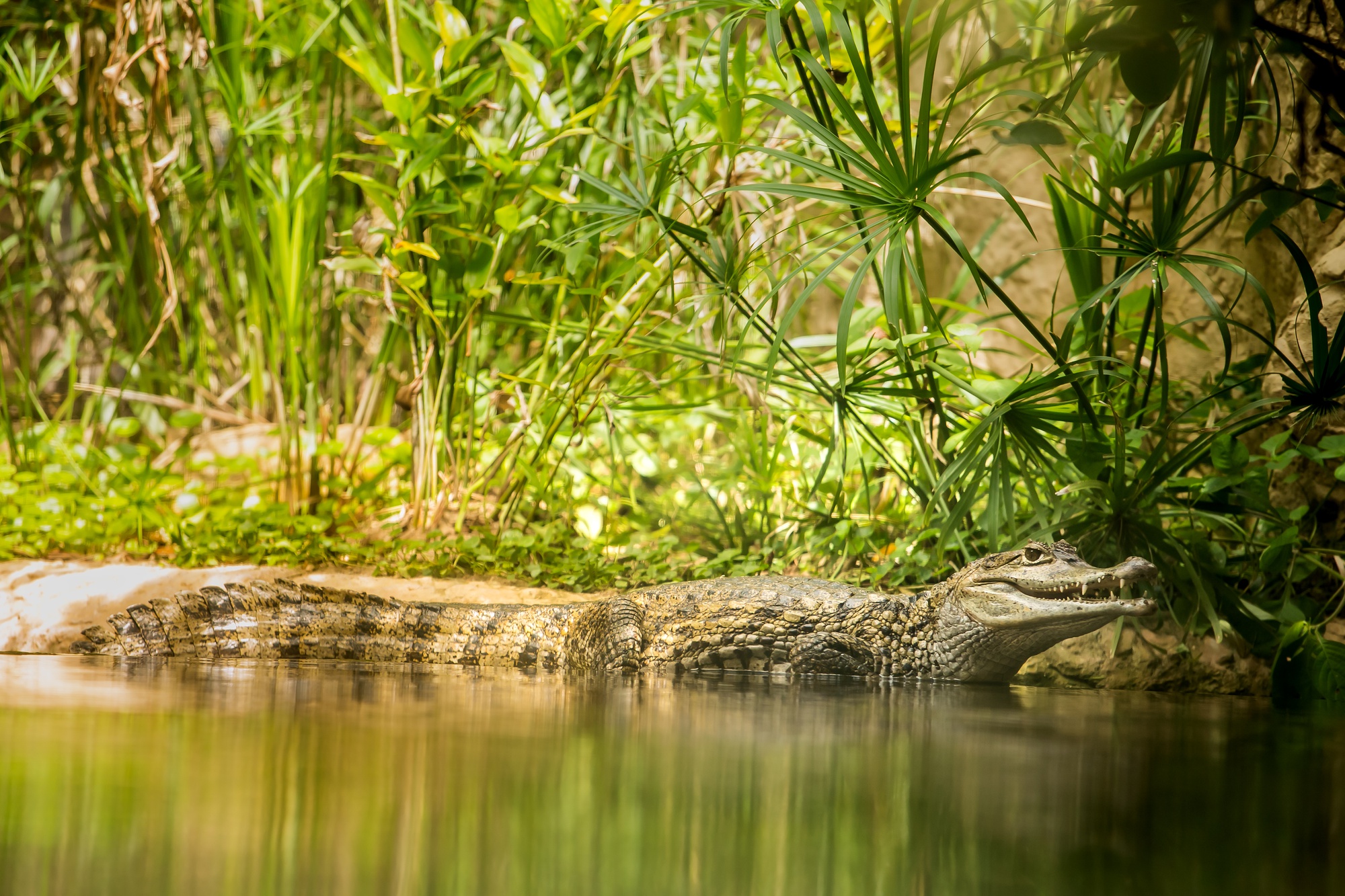 Crocodilo Caimão