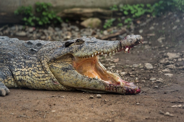 Crocodilo com a boca aberta ferida