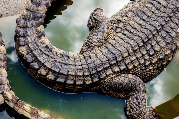 Crocodilo com fundo de textura.