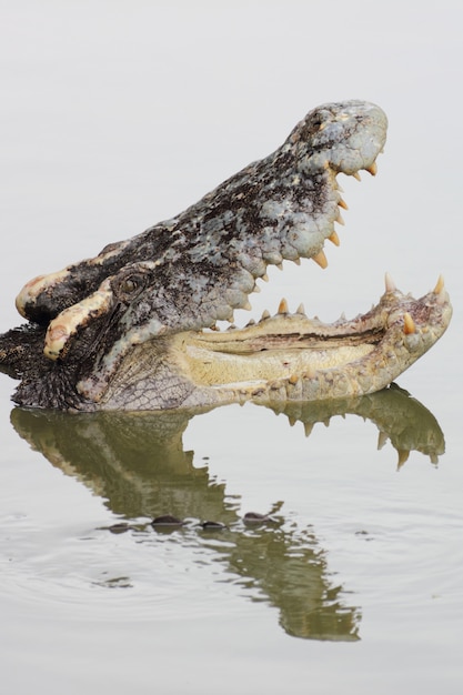 Crocodilo com mandíbulas abertas