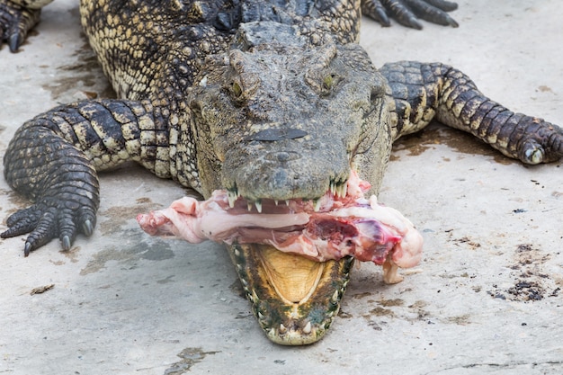 Crocodilo comer carne no parque