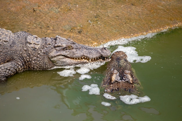 Foto crocodilo da ásia