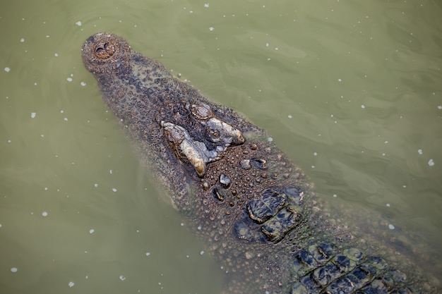 Crocodilo da Ásia no rio