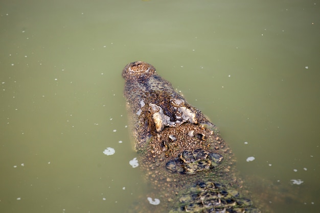 Crocodilo da Ásia