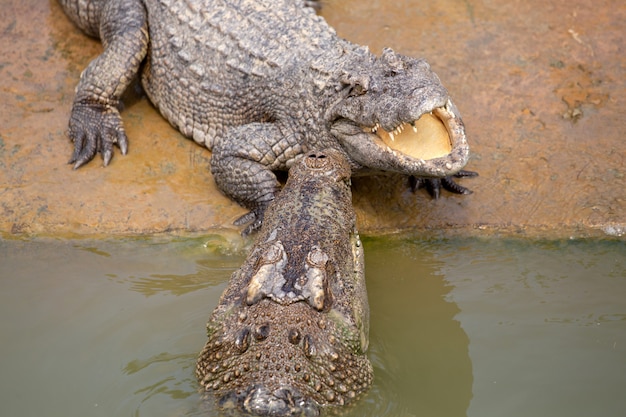 Crocodilo da Ásia