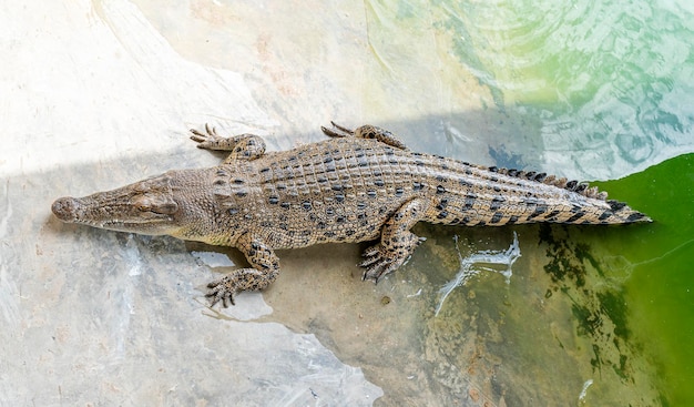 Crocodilo de água salgada dorme no chão do zoológico