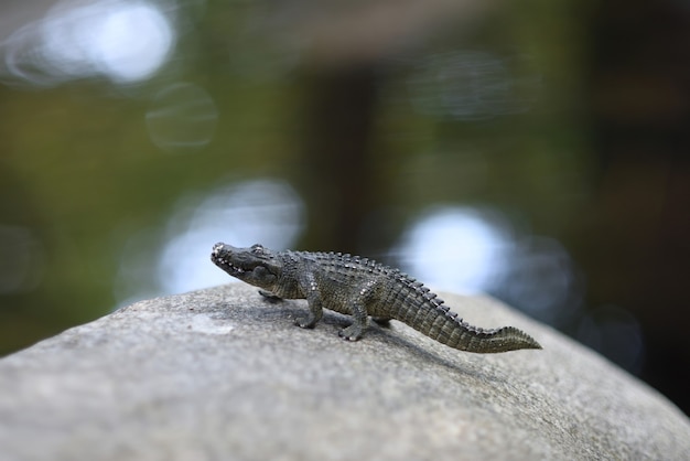 Crocodilo de brinquedo nas rochas no rio com fundo desfocado.