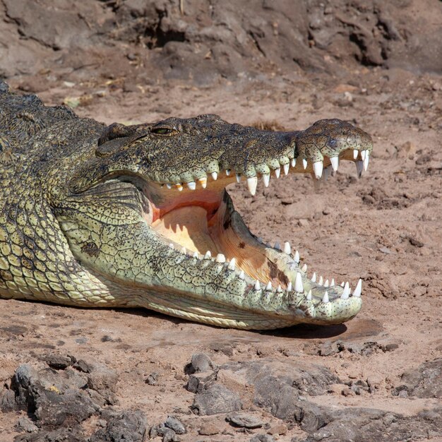 Foto crocodilo do nilo botswana