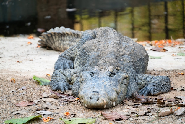 Crocodilo é perto da água