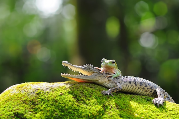 Crocodilo e sapo em uma rocha com musgo crocodilo com sapo