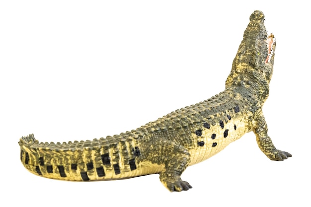 Crocodilo em fundo isolado