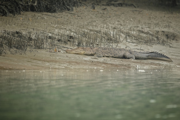 Crocodilo gigante de água salgada capturado nos manguezais de Sundarbans, na Índia
