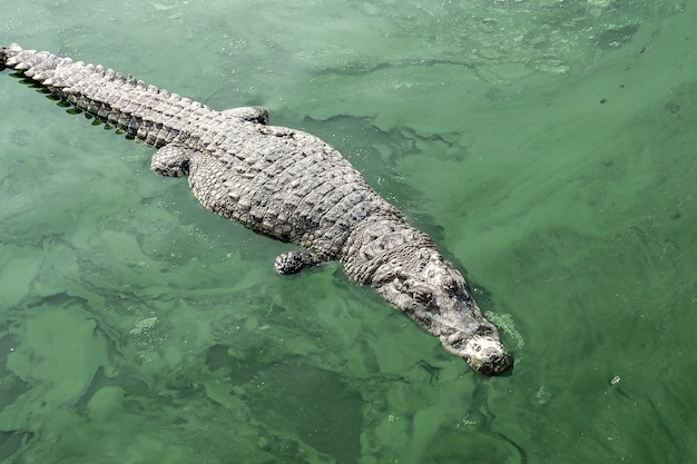 Crocodilo gigante na água verde muito assustador e perigoso