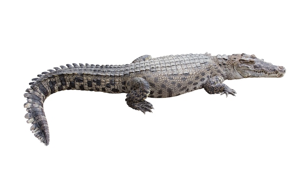 Crocodilo isolado no branco