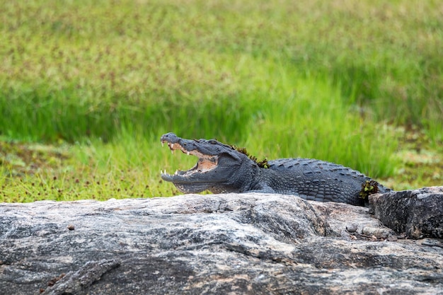 Crocodilo ladrão ou Crocodylus palustris na margem do rio