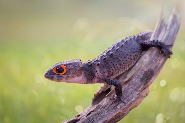 crocodilo lagarto em galhos em jardim tropical