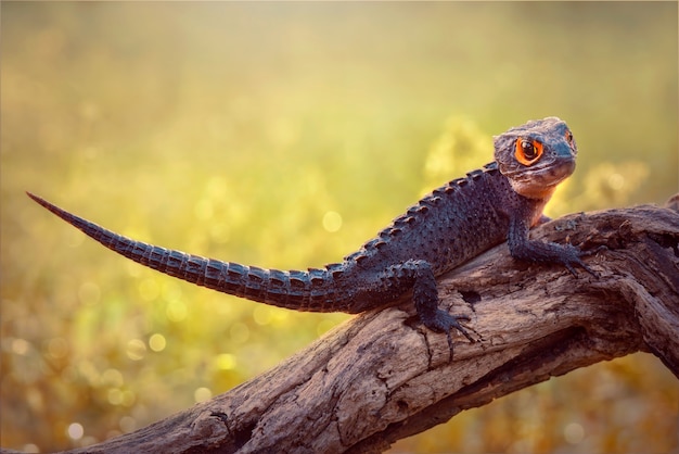 crocodilo lagarto em galhos em jardim tropical