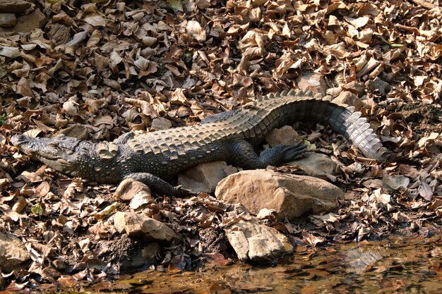 Crocodilo de las marismas con nariz de burla Crocodylus palustris