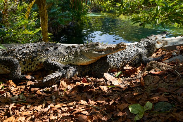 Crocodilo México Riviera Maya photomount