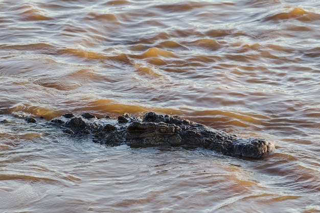 Crocodilo na água O rio Mara no Quênia África