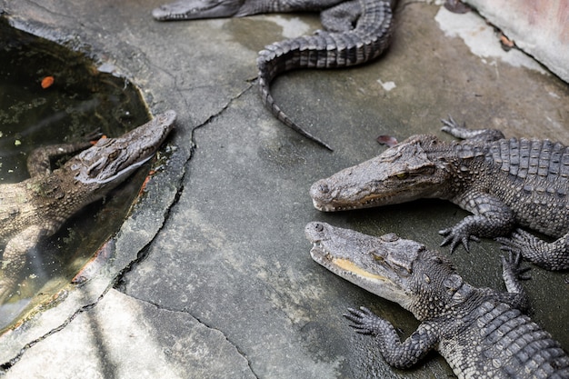 Crocodilo na fazenda.