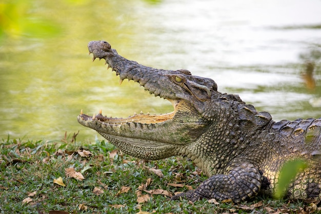 Foto crocodilo na grama