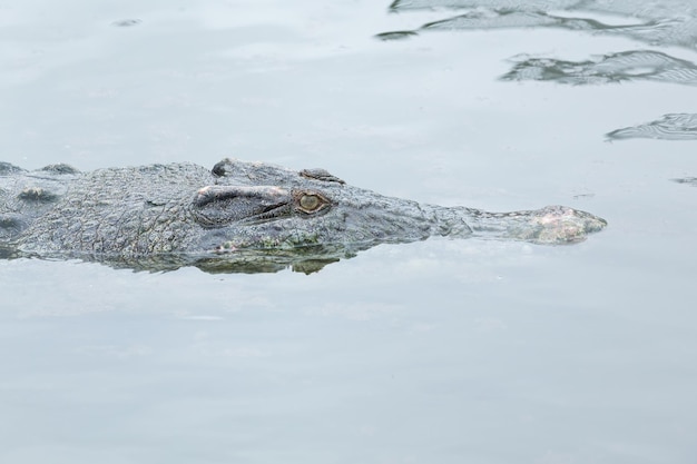 crocodilo nadando