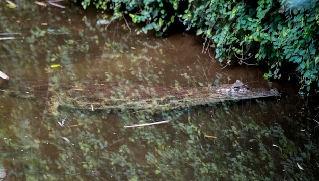 Crocodilo no Foz Iguaçu Bird Park