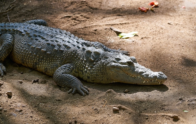 Crocodilo no México Riviera Maya