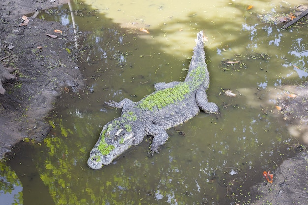 Crocodilo no pântano.