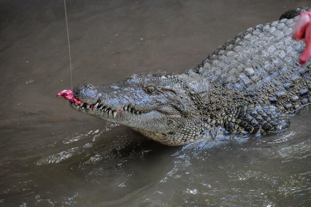 Crocodilo perigoso adulto em um rio de água verde