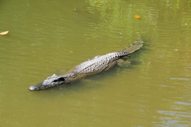 Crocodilo Perigoso Adulto