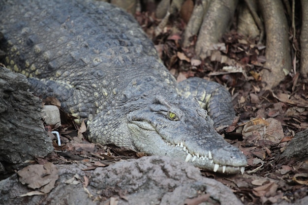 Crocodilo perto do rio