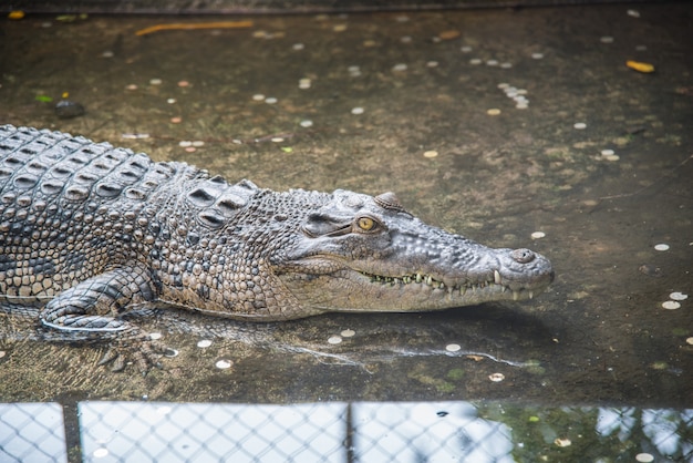 Crocodilo pré-histórico anfíbio na fazenda