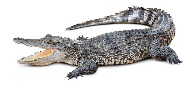 Foto crocodilo selvagem em branco com traçado de recorte