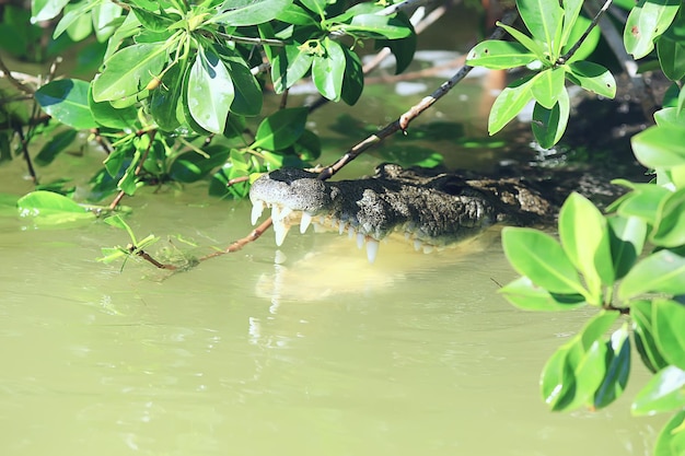 Crocodilo selvagem no rio, crocodilo no pântano, cabeça de predador selvagem
