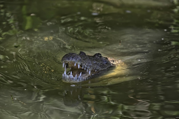 crocodilo selvagem no rio, crocodilo no pântano, cabeça de predador selvagem