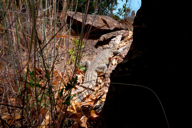 Crocodilo sentado no chão de pedra