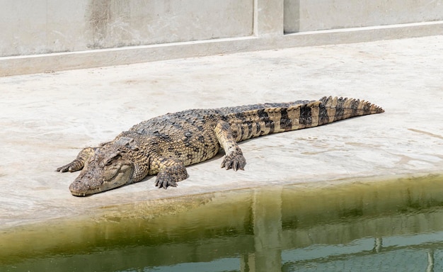 Crocodilo siamês dorme no chão do zoológico