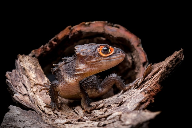 Crocodilo skink em fundo preto